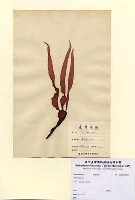藏品(Grateloupia sp.)的圖片